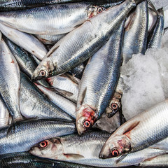 Fresh Fish at For Sale Saint Georges Market in Belfast