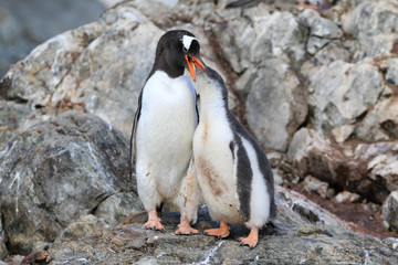 mały pingwin je z dziobu swojej matki