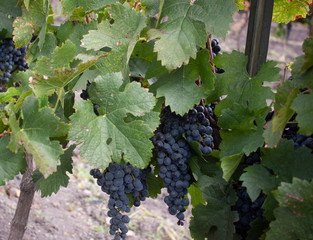  Clusters of almost black purple grape, ready to be harvested and make red wine