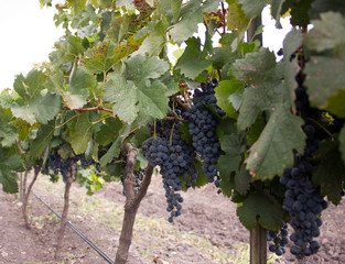 The grapes for red wine Mexican territory, by climate, has become a wine producer