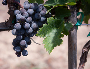 Cluster grapes for the harvest and manufacture of red wine