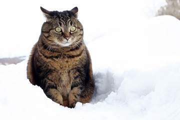 Eine kleine dicke Katze sitzt mit einem lustigen Blick im Schnee