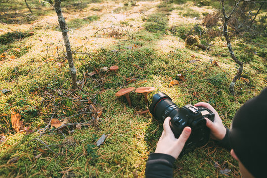 Man Photographer Taking Photos Pictures Of Paxillus Involutus In Autumn Forest In Belarus. Brown Roll-rim, Common Roll-rim, Or Poison Pax, Is A Basidiomycete Fungus