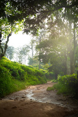 Way to Little Adam's Peak. Mountain landscape in Sri Lanka,Little Adam's Peak Ella, Sri Lanka