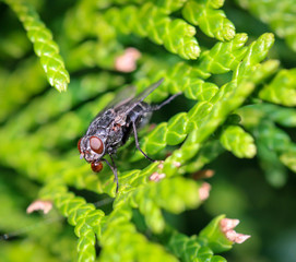 Fliege auf einer Pflanze 