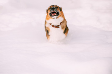 Funny Mixed Breed Dog Playing Running In Snowy Snowdrift In Winter Park