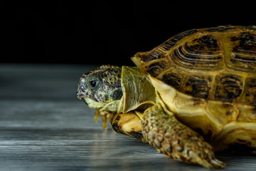 Ground home turtle photographed on a wooden background in the studio.