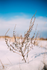 Dry Plant Growing From Snow Snowdrift In Winter Meadow. Sunny Cold Day