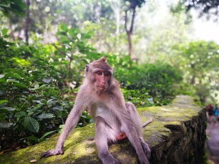 Obraz premium monkey