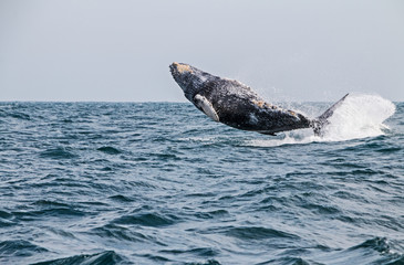 Humpback whale jumping in the peruvian Pacific Ocean. Fourth stretch