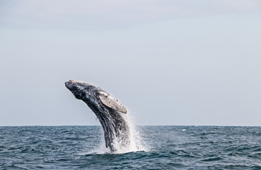 Humpback whale blowing up from the sea surface to the sky in the pacific ocean
