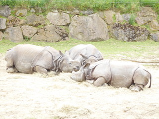 Fototapeta premium zoo 24