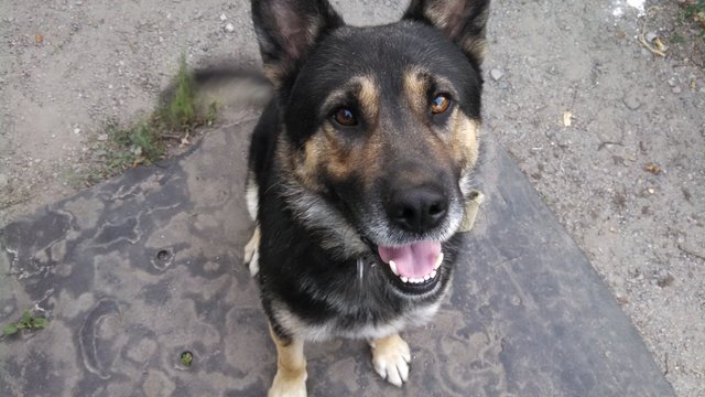 Luky dog