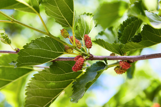 Fresh mulberry, green and red mulberries on the branch of tree. Unripe mulberry berries on tree - Fresh mulberry