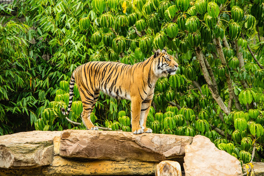 รูปภาพTigresa – เลือกดูภาพถ่ายสต็อก เวกเตอร์ และวิดีโอ87 | Adobe Stock