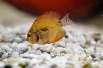 2 Monate alte Diskusfische