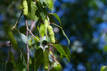 branch of birch tree (Betula pendula, silver birch, warty birch, European white birch) with green...