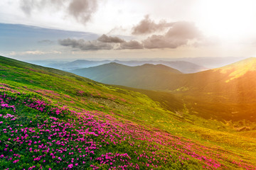 Beautiful view of pink rhododendron rue flowers blooming on mountain slope with foggy hills with green grass and Carpathian mountains in distance with dramatic clouds sky. Beauty of nature concept.