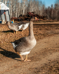 Toulouse Geese in a Farmyard in Fall