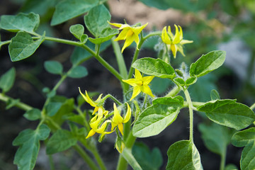 Tomato flowers on the stem in the greenhouse. Flowering tomato