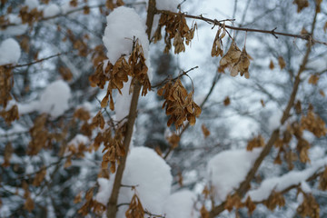 Snowy branches of trees at winter time