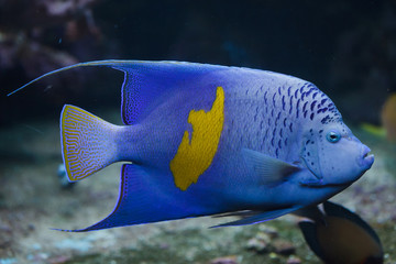 Yellowband angelfish (Pomacanthus maculosus)