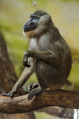 Obraz premium Drill monkey (Mandrillus leucophaeus).