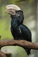 Silvery-cheeked hornbill (Bycanistes brevis).