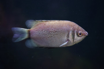 Kissing gourami (Helostoma temminckii)