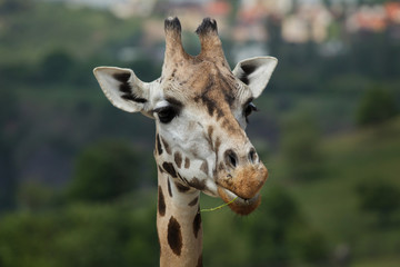 Rothschild's giraffe (Giraffa camelopardalis rothschildi).