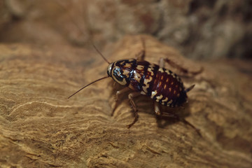 Harlequin cockroach (Neostylopyga rhombifolia).