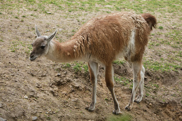Guanaco (Lama guanicoe)