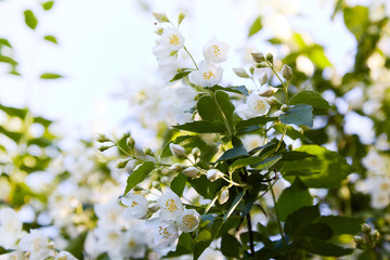 Jasmine flowers blossoming on bush in a sunny day in the garden
