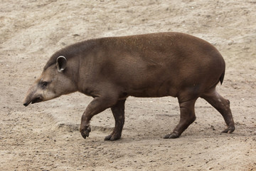 South American tapir (Tapirus terrestris), also known as the Brazilian tapir.