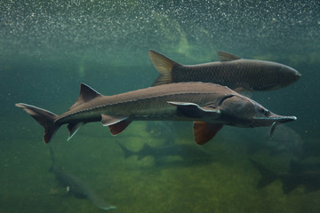 Siberian sturgeon (Acipenser baerii)