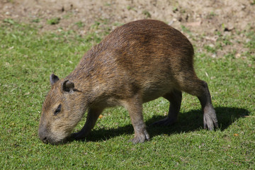 Capybara (Hydrochoerus hydrochaeris).