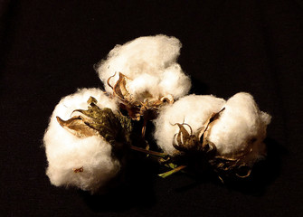 Ripe cotton seed pods on the cotton plant