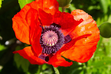 Red poppy blossom on wild field with selective focus. Natural drugs. Lonely poppy. Soft focus blur