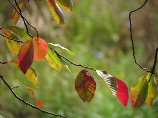 autumn leaves on tree