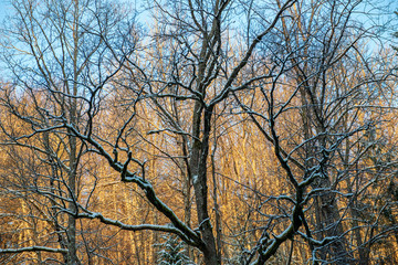 sun rising in heavy snow covered forest