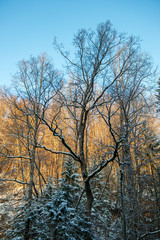 Fototapeta premium sun rising in heavy snow covered forest