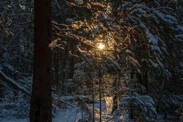 sun rising in heavy snow covered forest
