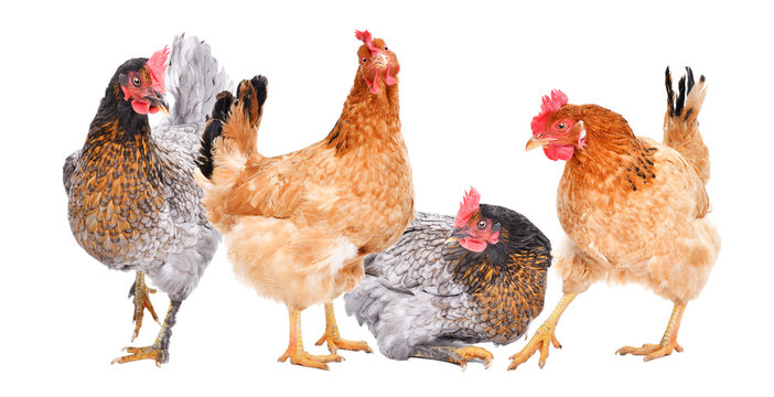 Four hens together isolated on white background