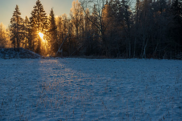 sun rising in heavy snow covered forest