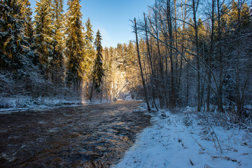 sun rising in heavy snow covered forest