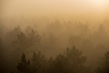 sun rising in mist covered forest