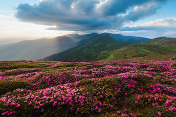 Obraz premium Magic pink rhododendron flowers on summer mountain. Dramatic sky and colorful sunset. Chornohora ridge, Carpathians, Ukraine, Europe.