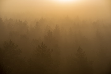 sun rising in mist covered forest