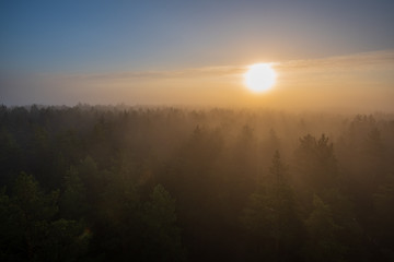Fototapeta na wymiar sun rising in mist covered forest