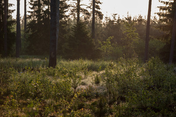Obraz premium sun rising in mist covered forest